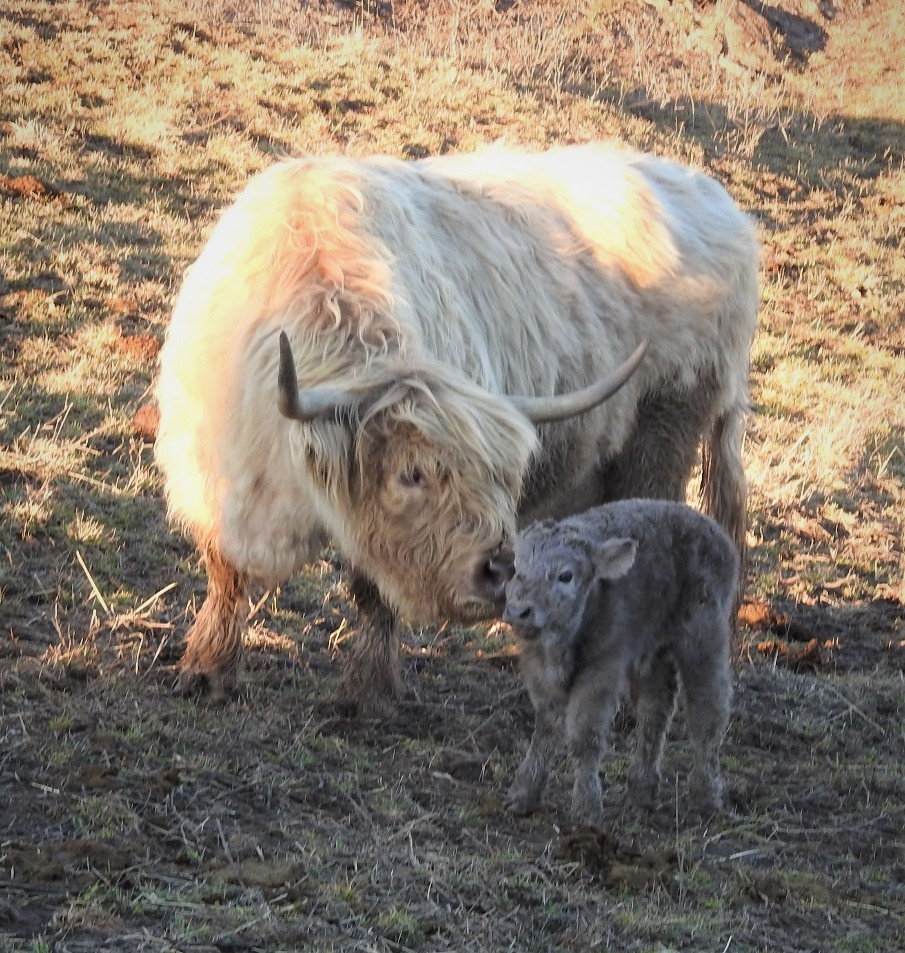Windemere Dare Highland Cow