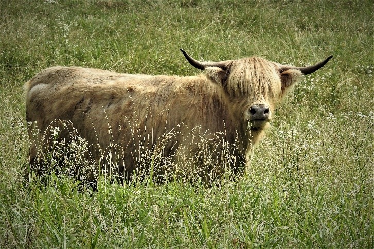 Windemere Dare highland cow