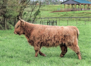Yellow Highland cow striding thru lush green pasture