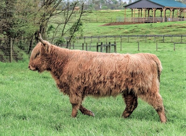 Yellow Highland cow in profile view striding thru rich green pasture