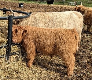 Yellow Highland young bull with very kinky curly yellow fur