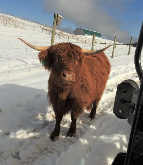 Young Highland cow walking alongside a truck in the snow