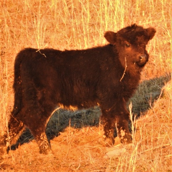 Side view of young Highland heifer calf in late afternoon winter light