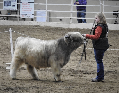 A Young Highland bull calf tawny colored in the show ring