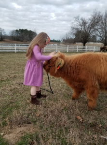 Young girl snuggling with a Highland calf during halter training