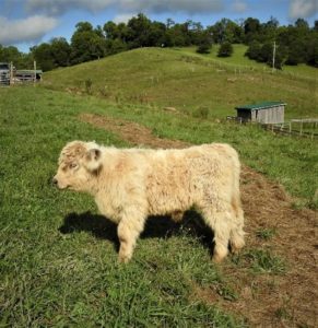Young silver Highland bull calf at pasture
