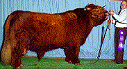 Award winning brindled Highland bull Zeus of Swains