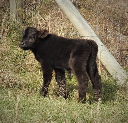 a black highland calf standing by the fence