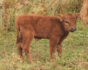 red highland bull calf in the pasture
