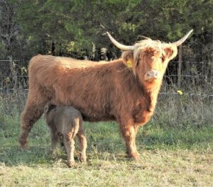 Ban Diuc of Liberty Highland Cow with calf