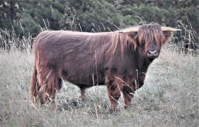 BR Voodoo Magic Highland bull standing on a ridge