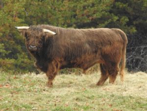 Blue Ridge Fergus Highland Bull in pasture