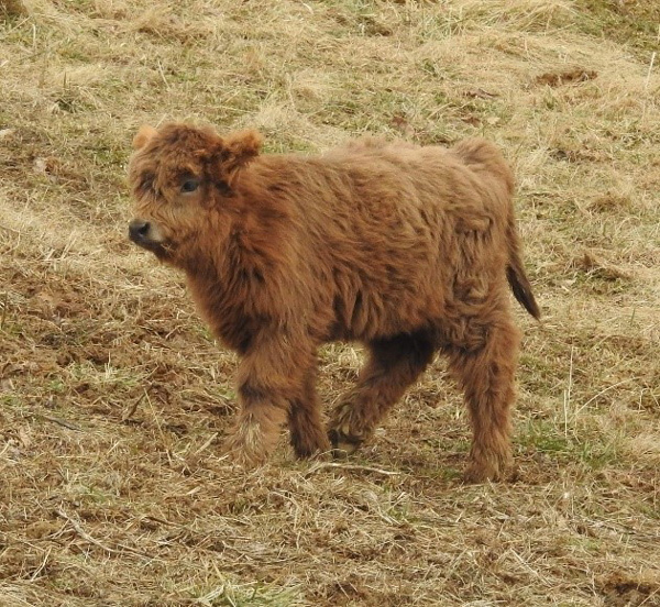 Brown Highland heifer calf trotting along in picked down pasture