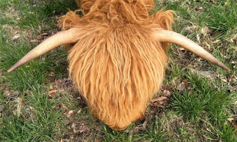 Elm Hollow's Murdoc Scottish Highland bull calf at show