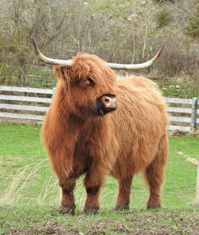 DHN Danali Highland cow in a pasture with a fence