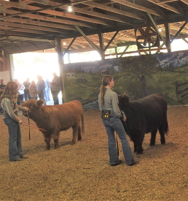 Elm Hollow's Jolene and Jewel at the cattle show
