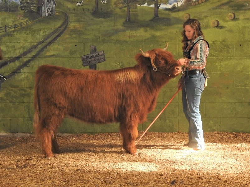 Elm Hollow's Jolene Highland Heifer at the cattle sale