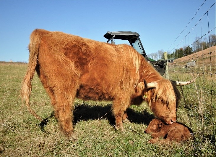 Elm Hollow's Jolene Highland Heifer as a newborn calf with her dam