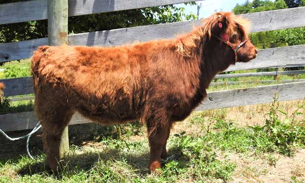 Elm Hollow Kassidy Highland heifer calf at six months