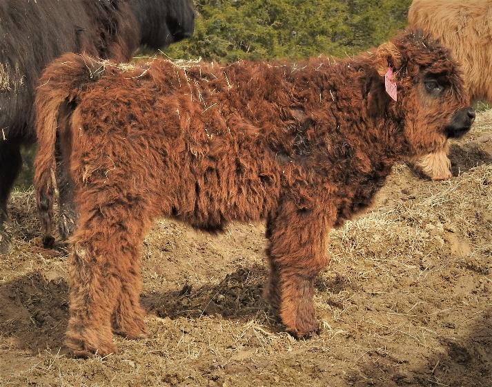 Elm Hollow's Katherine highland heifer as a young calf