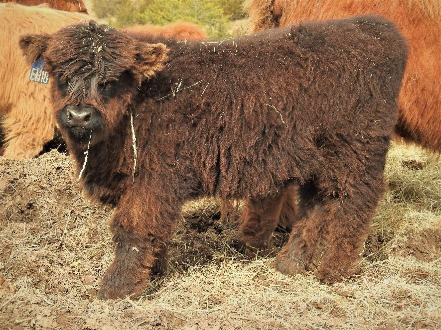 Elm Hollow Klondike Highland bull calf at three months