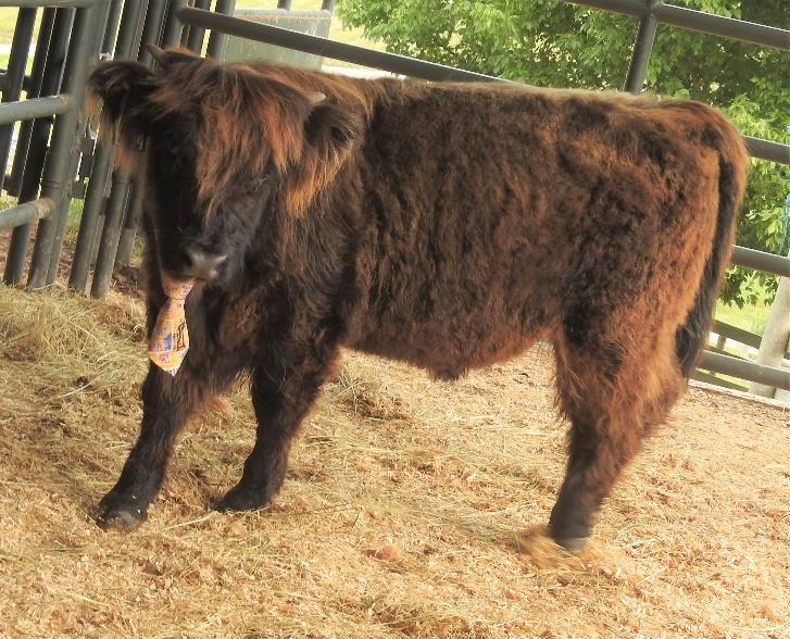 Elm Hollow's Knockout Punch Highland bull calf graduating from halter training