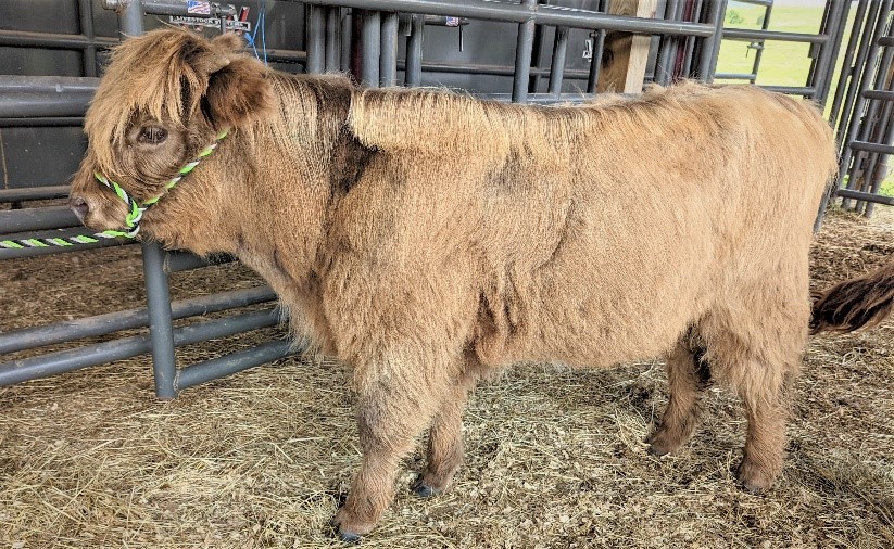 Elm Hollow's Laredo Highland Bull Calf