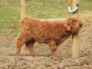 Elm Hollow's Leige Dearg Highland bull calf