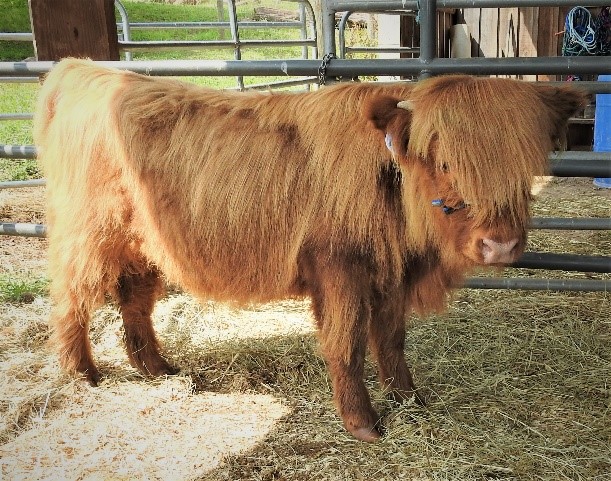 Elm Hollow's Leige Dearg highland bull calf