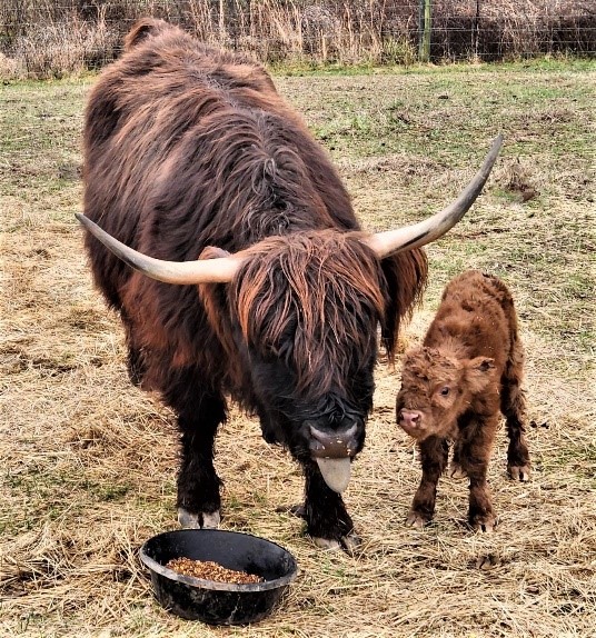Elm Hollow Leige Dearg highland bull calf with his dam PHF Chocolate Pudding