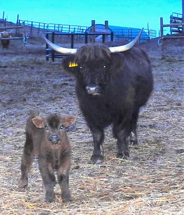 Elm Hollow's Lennox as a young calf with his dam