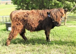Elm Hollow's Leon highland bull calf