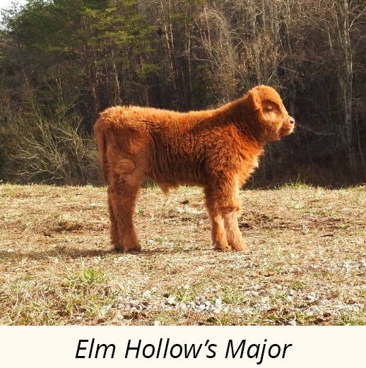 Elm Hollow's Major