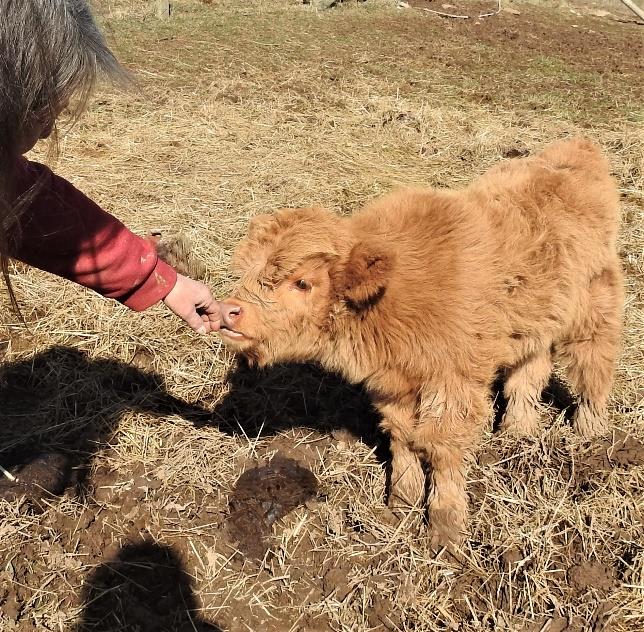 Elm Hollow Lieutenant newborn bull calf