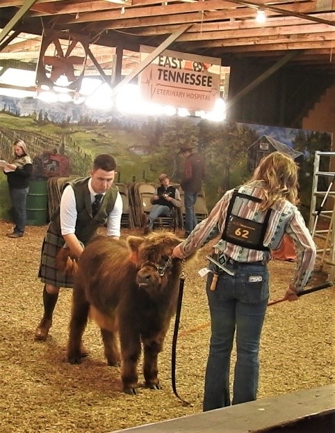 Elm Hollow's Levi as reserve champion of his division at the Southeast Highland Cattle show in 2022 at just 6 months old!