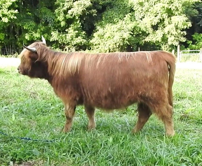 Elm Hollow's River dun Highland Heifer
