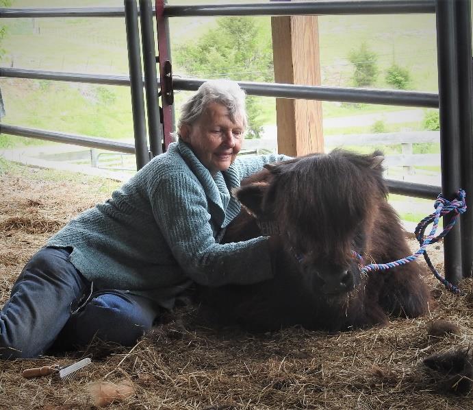 Elm Hollow Klondike Highland bull calf snuggle buddy after halter training with Nancy Geller