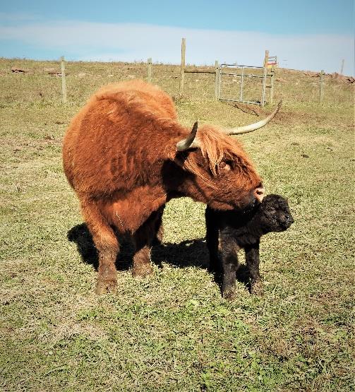 Elm Hollow Klondike newborn Highland bull calf with his dam