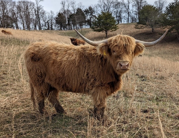 Pae's Quince's Fozzie Girl yellow highland cow