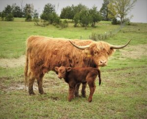 Pae's Quince's Fozzie Girl yellow highland cow with her first calf