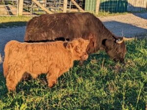 Highland calf with highland cow
