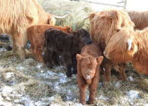 Highland cows and calves eating in the snow