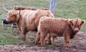 Diedre of Legacy Highland Cow with her bull calf Luka
