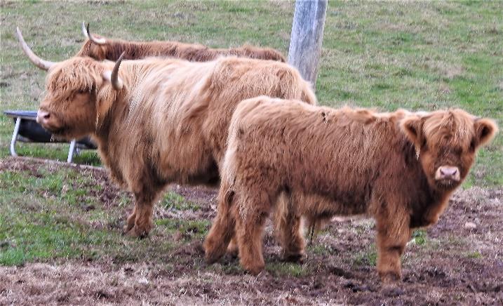Deidre of Legacy Highland Cow with her bull calf Luka