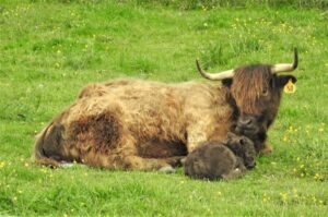 Highland cow with newborn calf