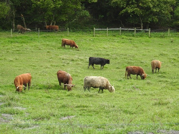 Highland cows grazing on a pasture