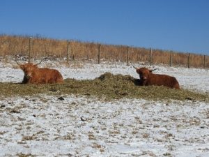 two highland cows sitting on hay bedding in snowy pasture