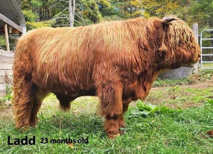 Ladd highland bull