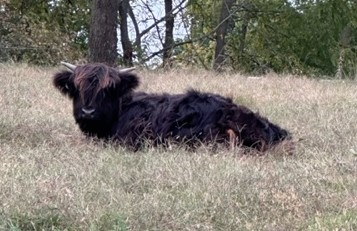 Elm Hollow's Lennox bull calf