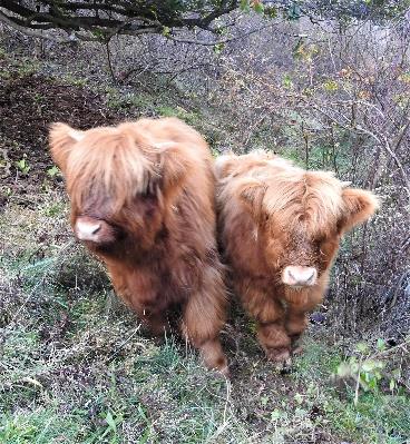 Highland calves Lily and Luke of Legacy